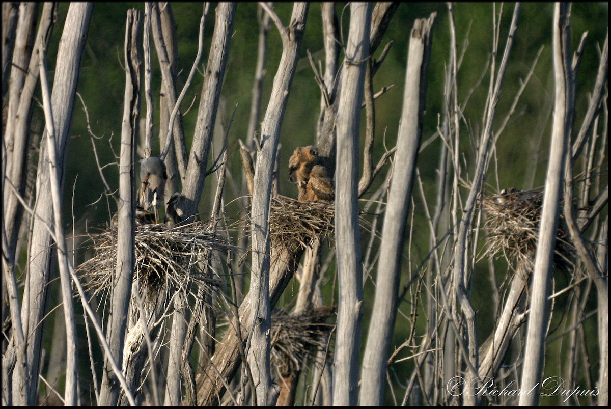 Great Horned Owl - Richard Dupuis