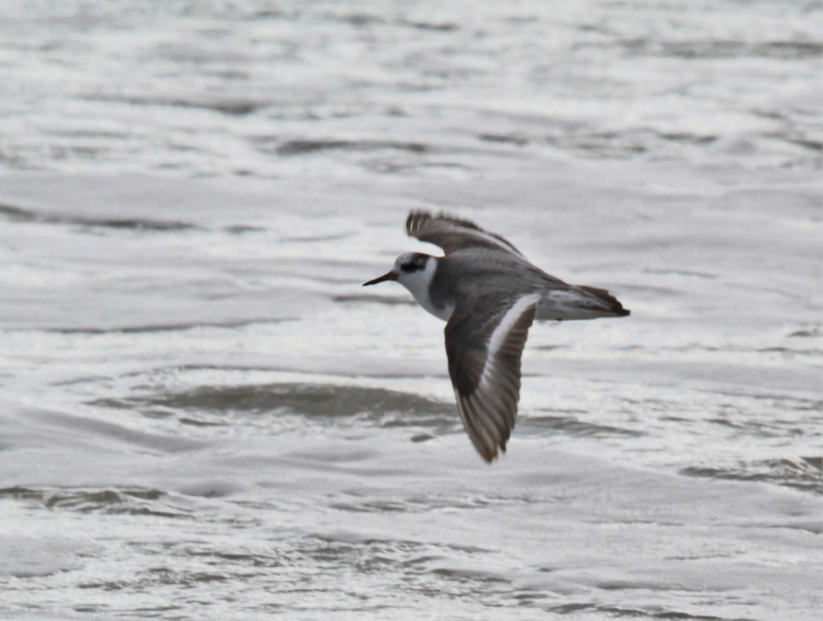 Red Phalarope - ML402516221