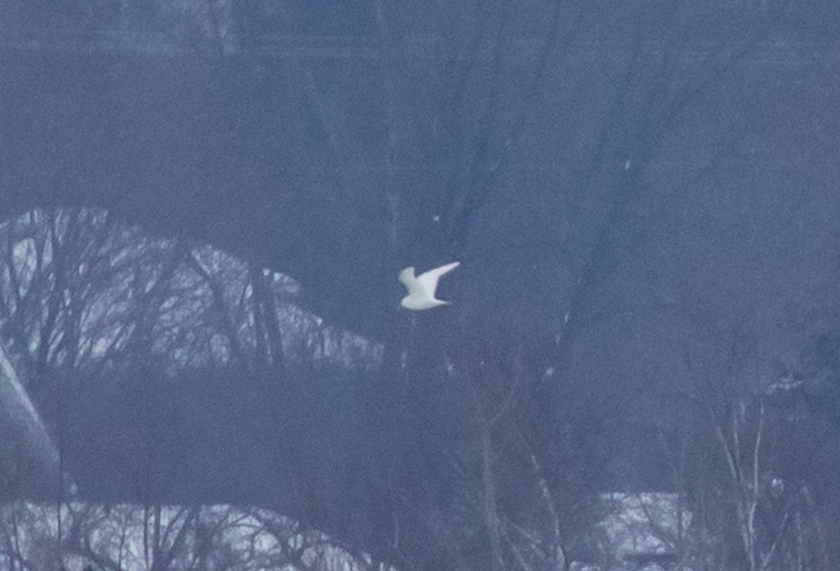 Белая чайка - ML402516461