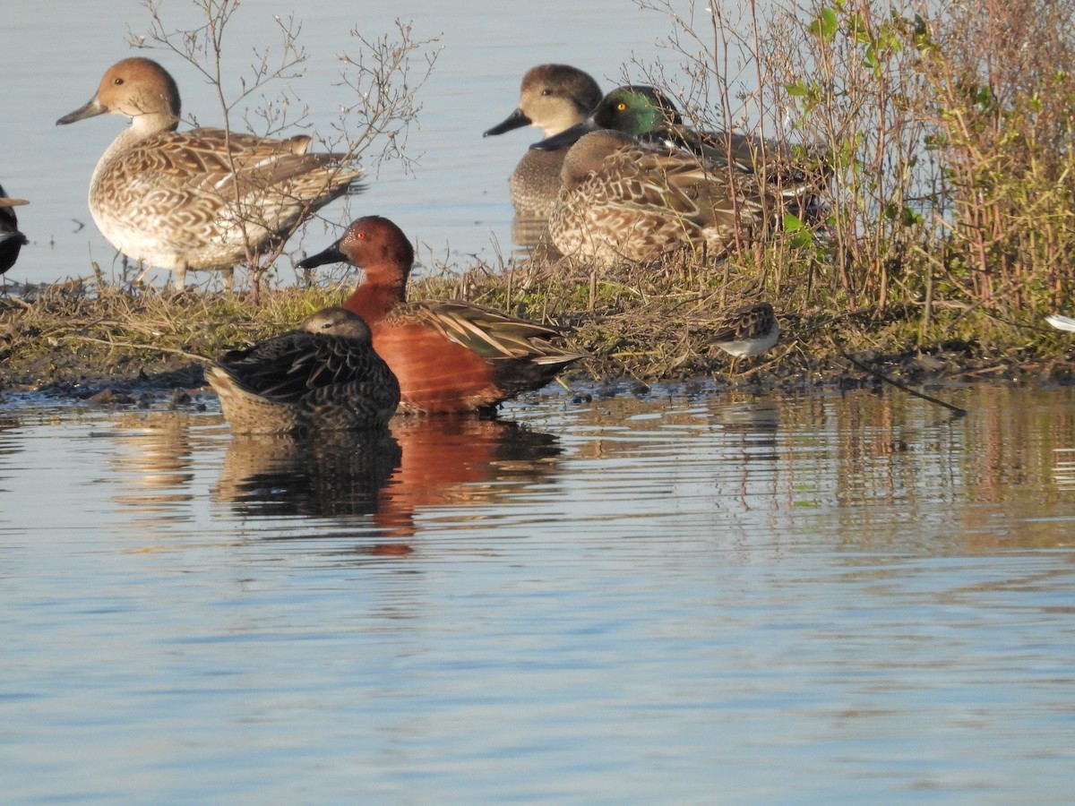 Least Sandpiper - ML402517381