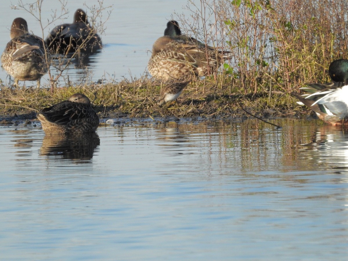 Least Sandpiper - ML402517821