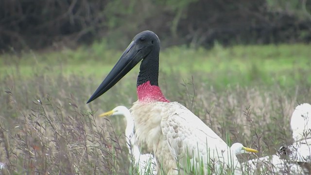 Jabirú Americano - ML402519001
