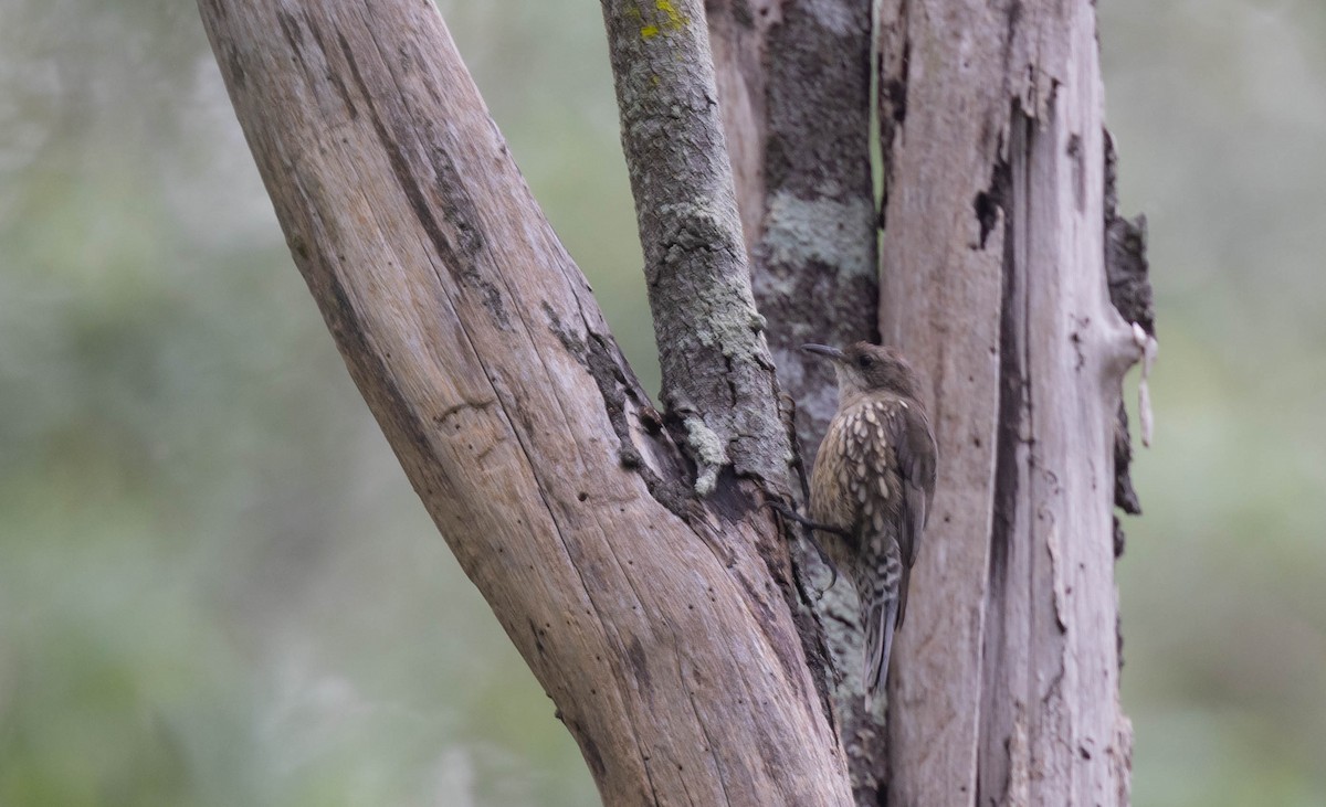 White-throated Treecreeper - ML402521341