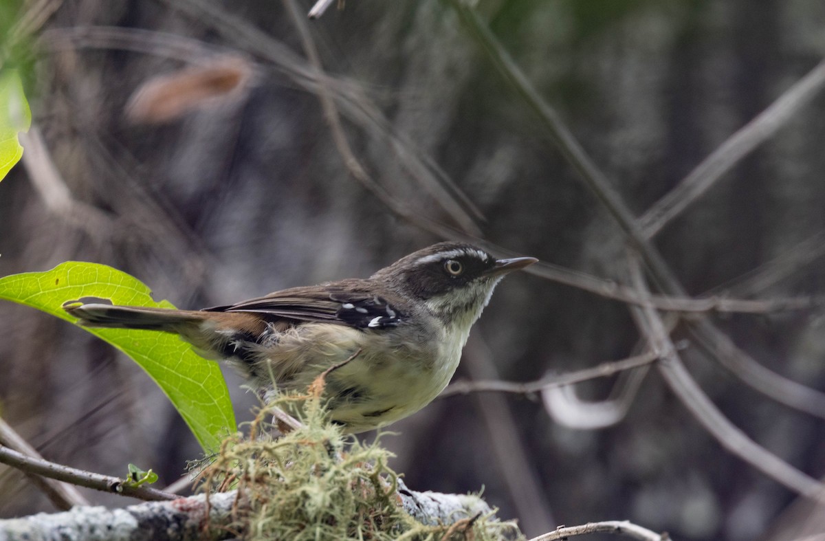 White-browed Scrubwren - ML402521521