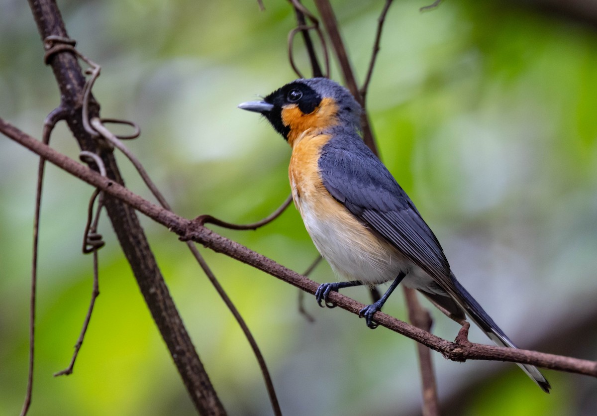 Spectacled Monarch - ML402521621