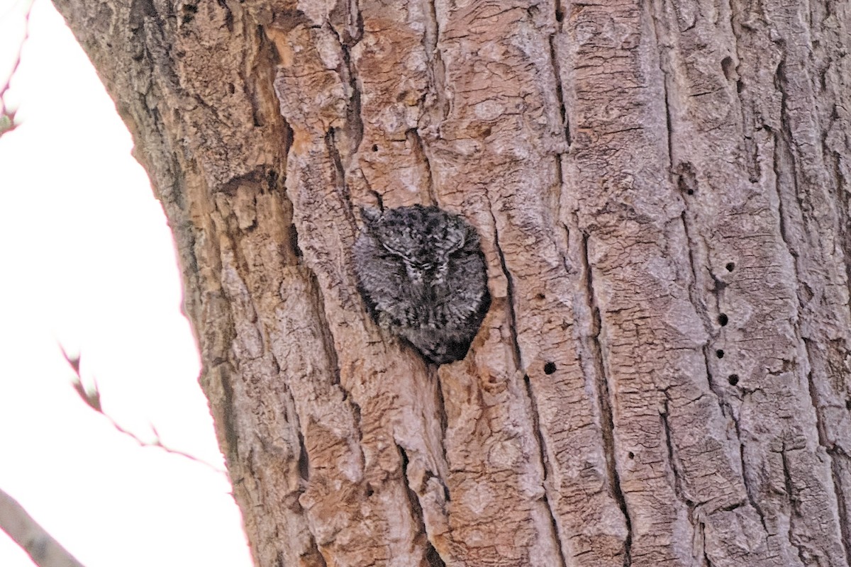 Western Screech-Owl - ML402522151