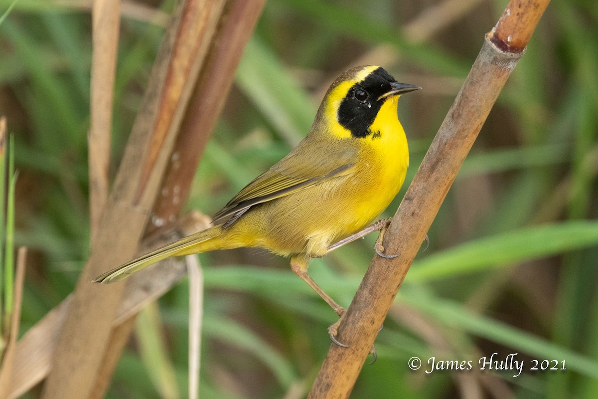 Belding's Yellowthroat - ML402522221