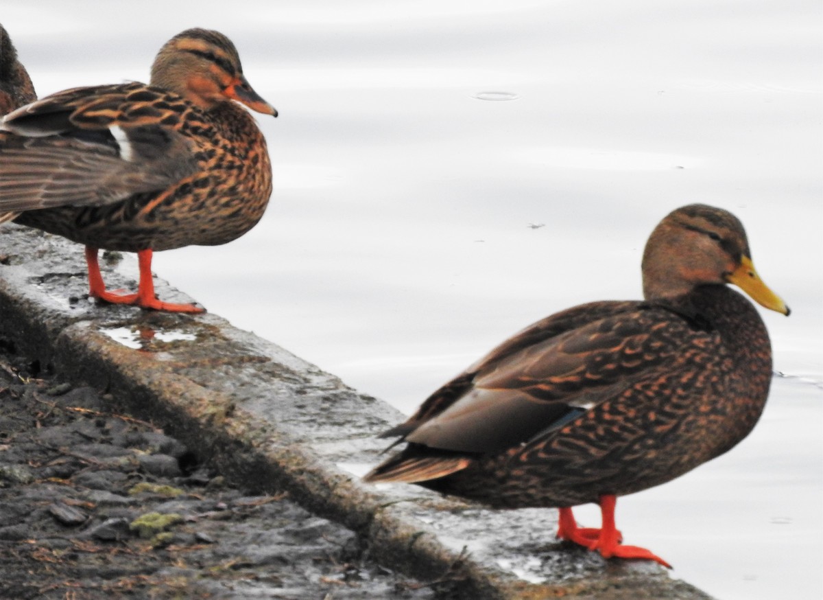 Mexican Duck - Eric Haskell