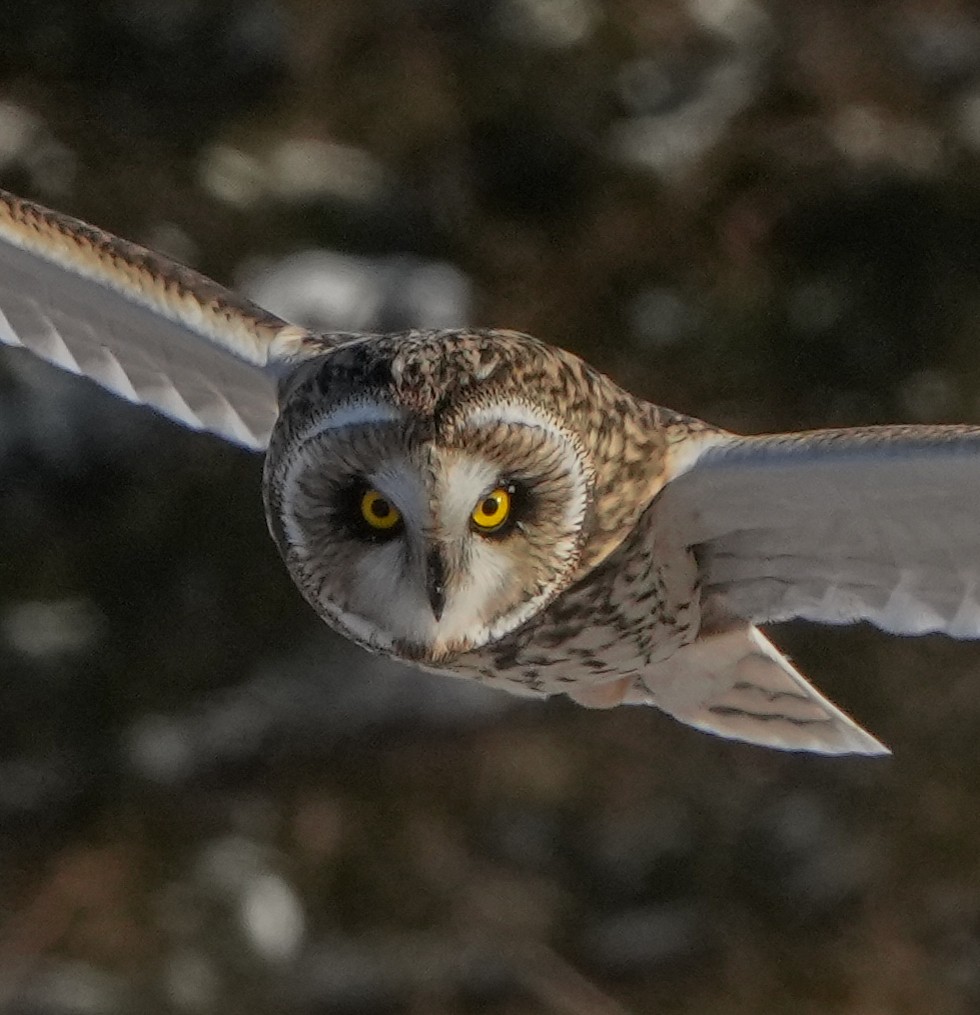 Short-eared Owl (Northern) - ML402524731