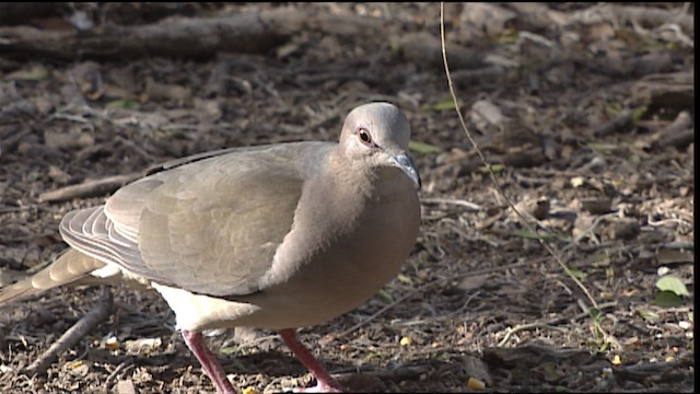 White-tipped Dove (White-tipped) - ML402525