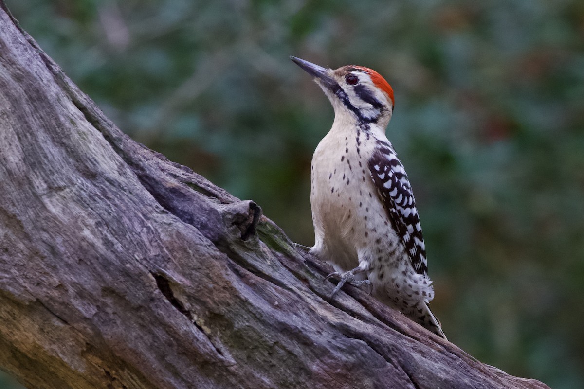 Ladder-backed Woodpecker - ML402526561