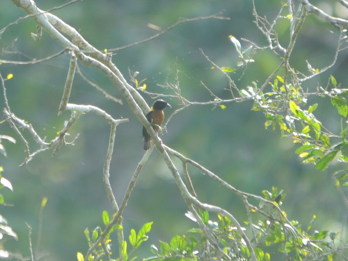 Yellow-mantled Weaver - Alan Van Norman