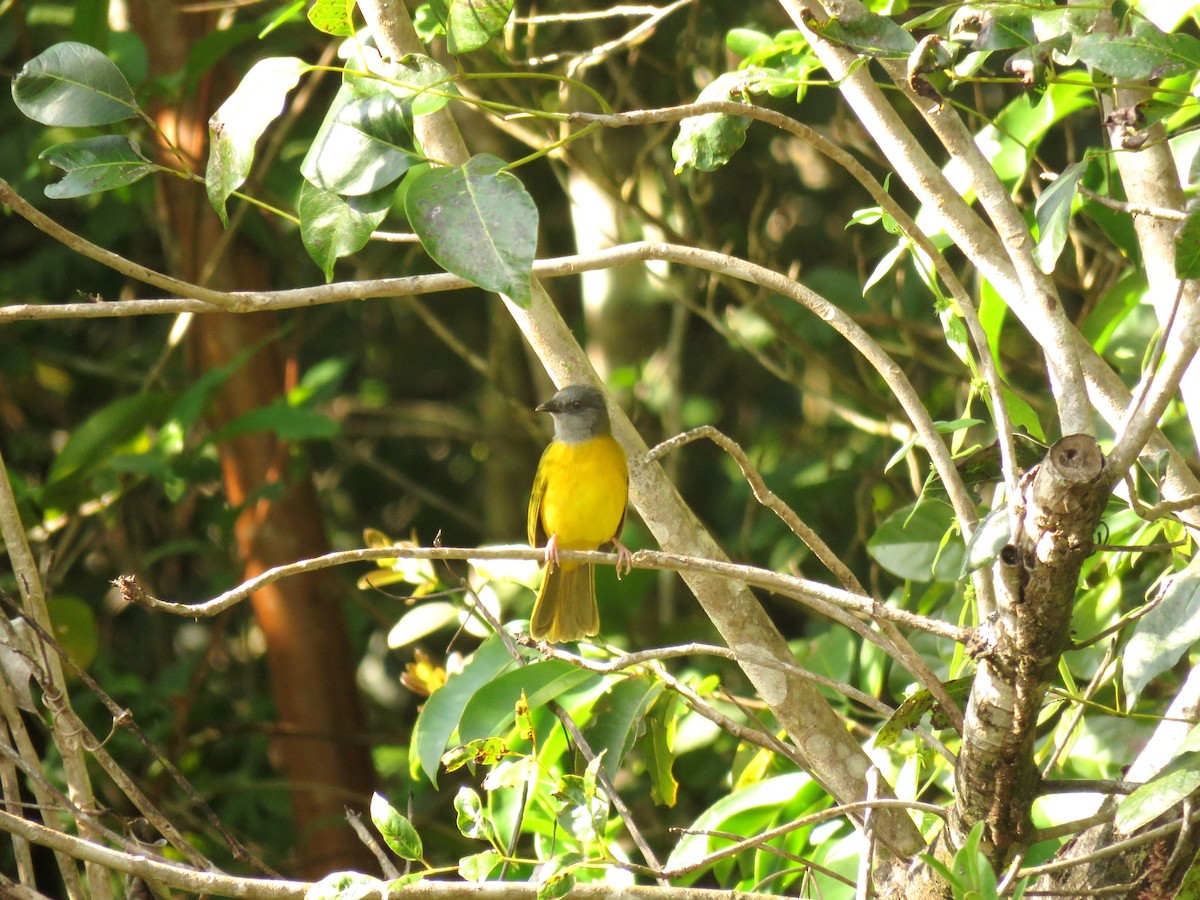 Gray-headed Tanager - ML402528571