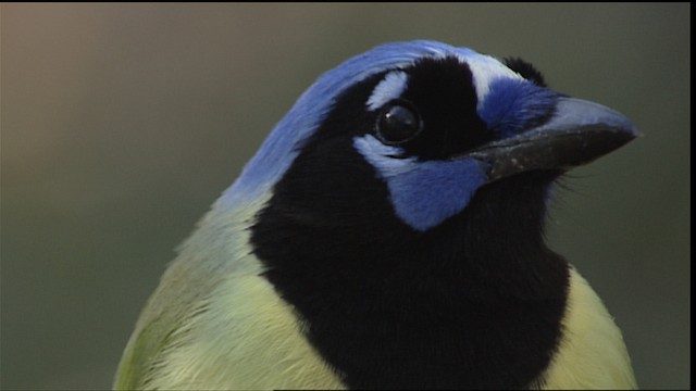 Green Jay (Green) - ML402529
