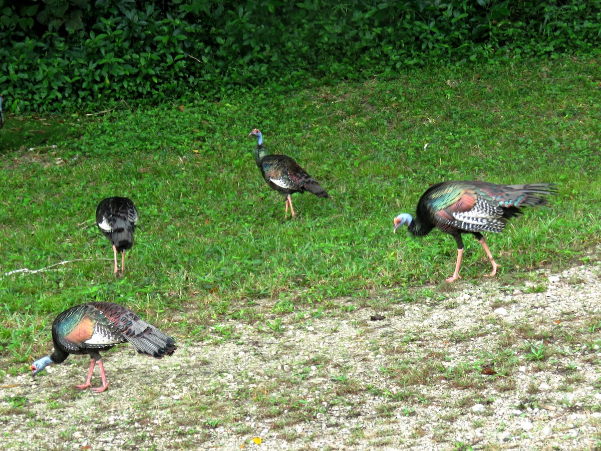 Ocellated Turkey - ML402530411