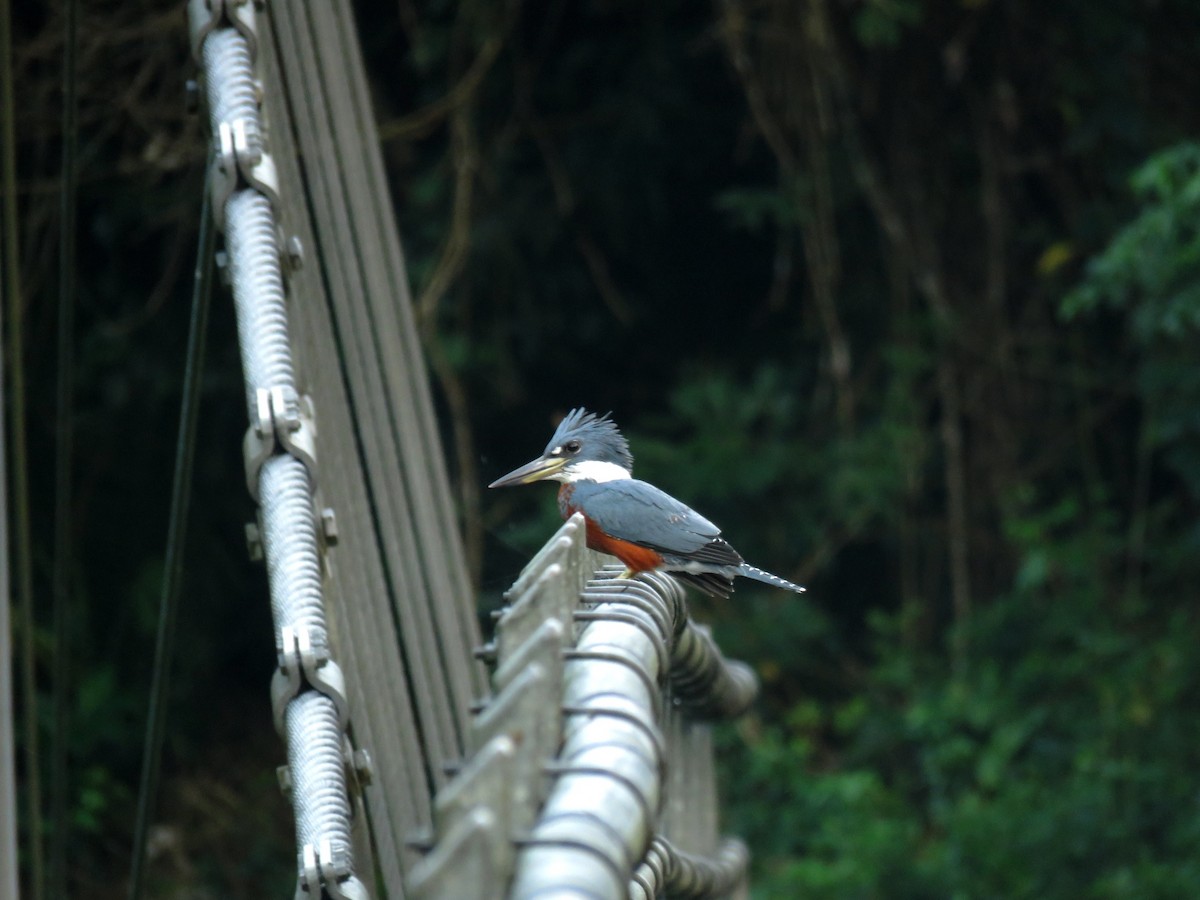 Ringed Kingfisher - ML402530671