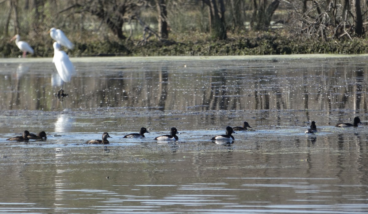 Ring-necked Duck - Joanne "JoJo" Bradbury