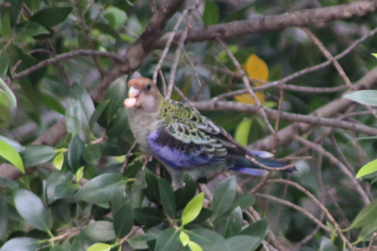 ホオアオサメクサインコ - ML402531181