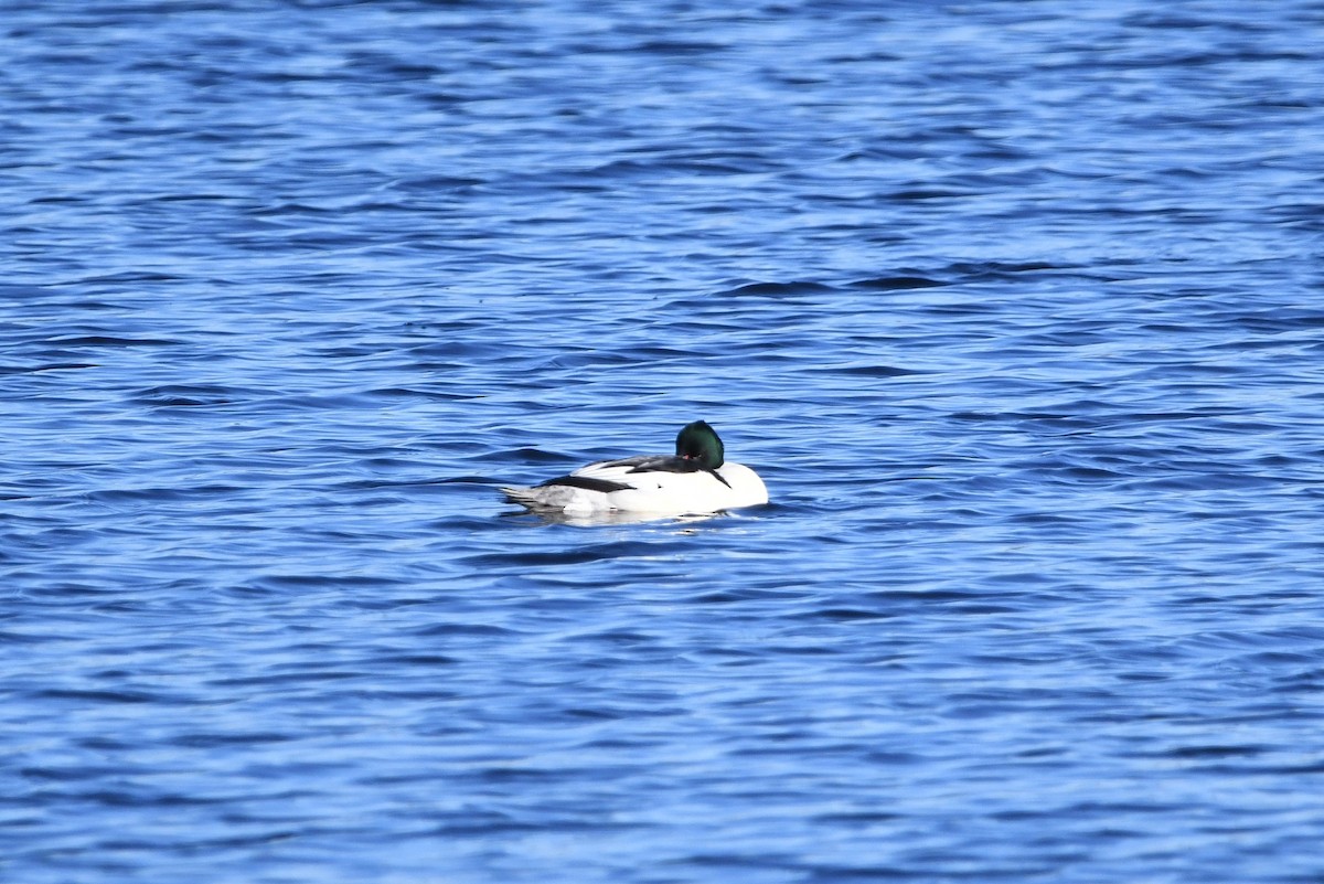 Common Merganser (North American) - ML402531621