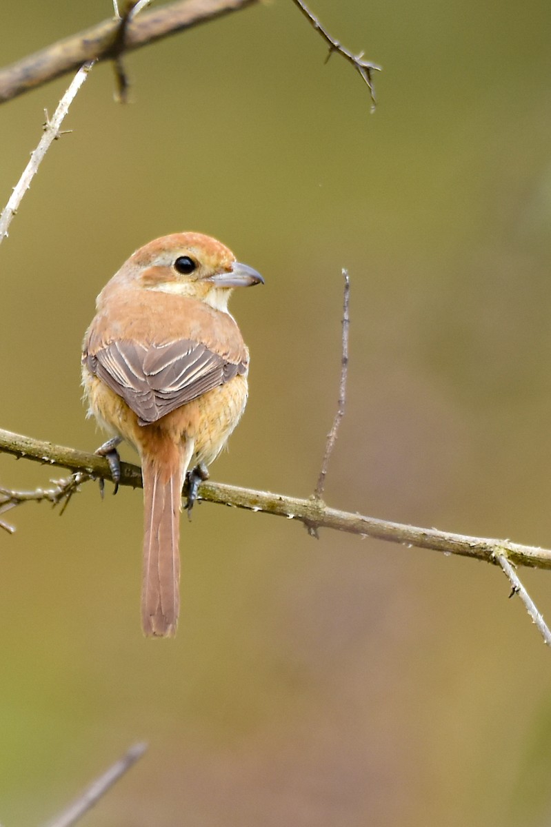 Brown Shrike - ML402531711