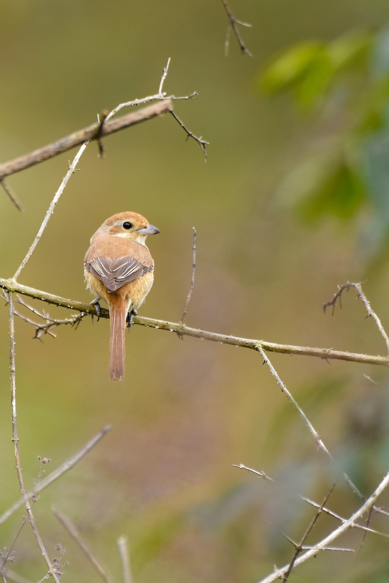 Brown Shrike - ML402531731