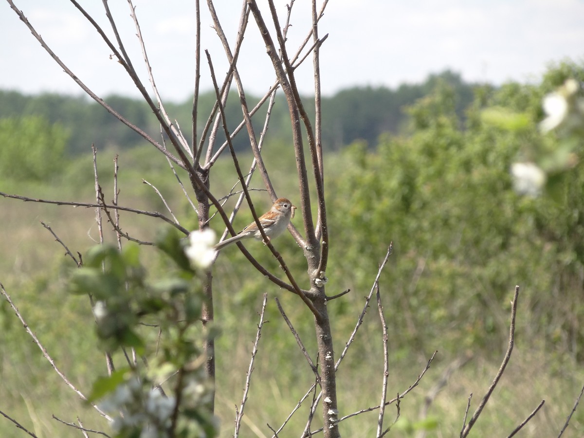 Field Sparrow - ML402532961