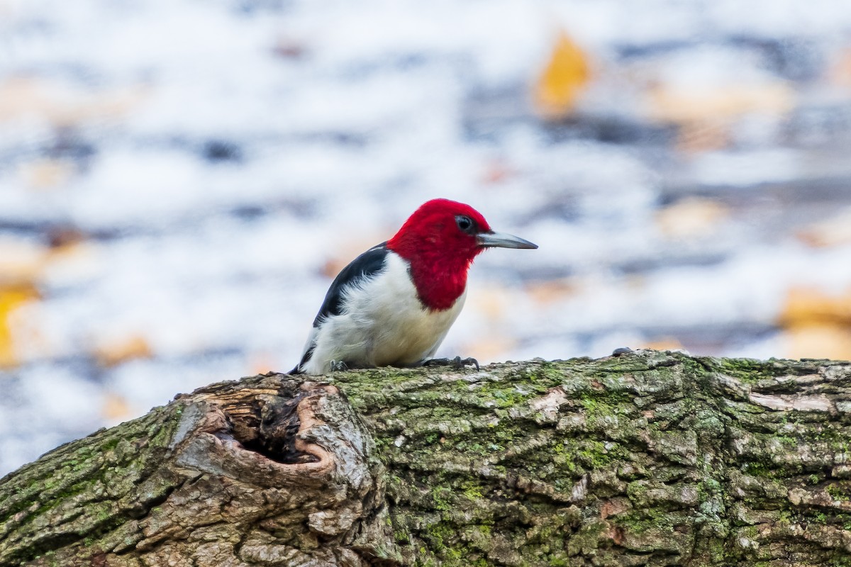 Red-headed Woodpecker - ML402533861