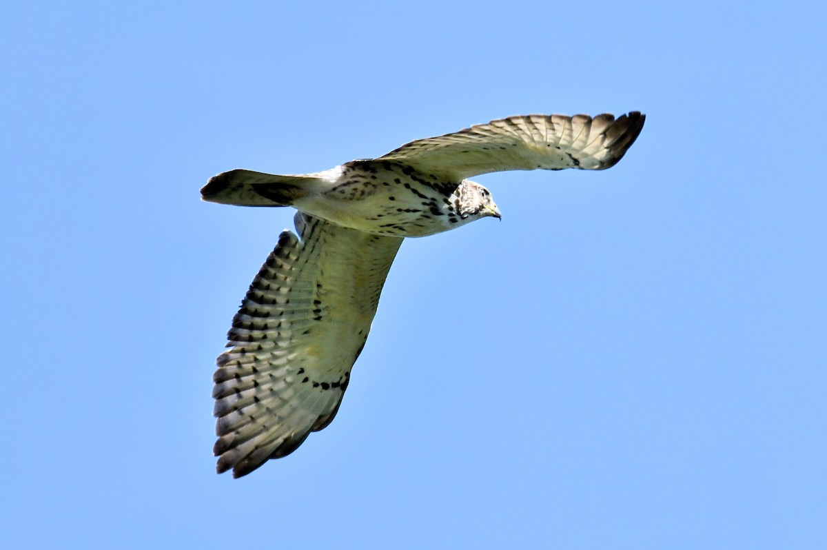 Broad-winged Hawk - ML402534071