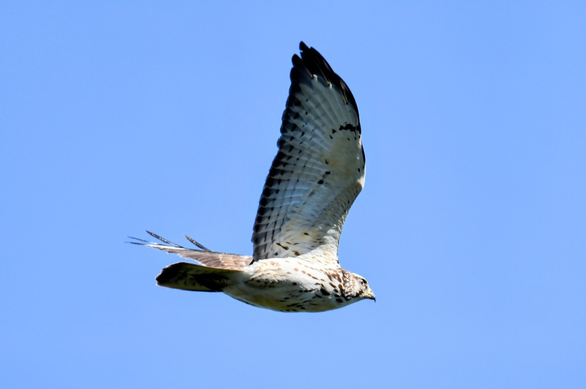 Broad-winged Hawk - ML402534081