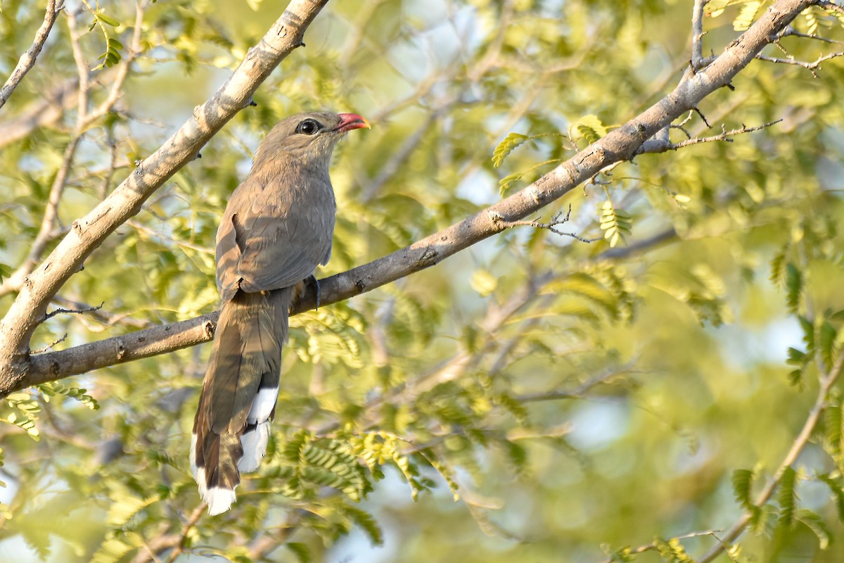 Sirkir Malkohası - ML402534421