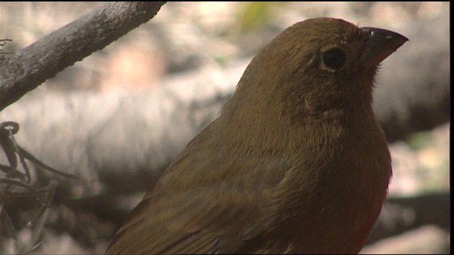 Blue Bunting (Middle America) - ML402535