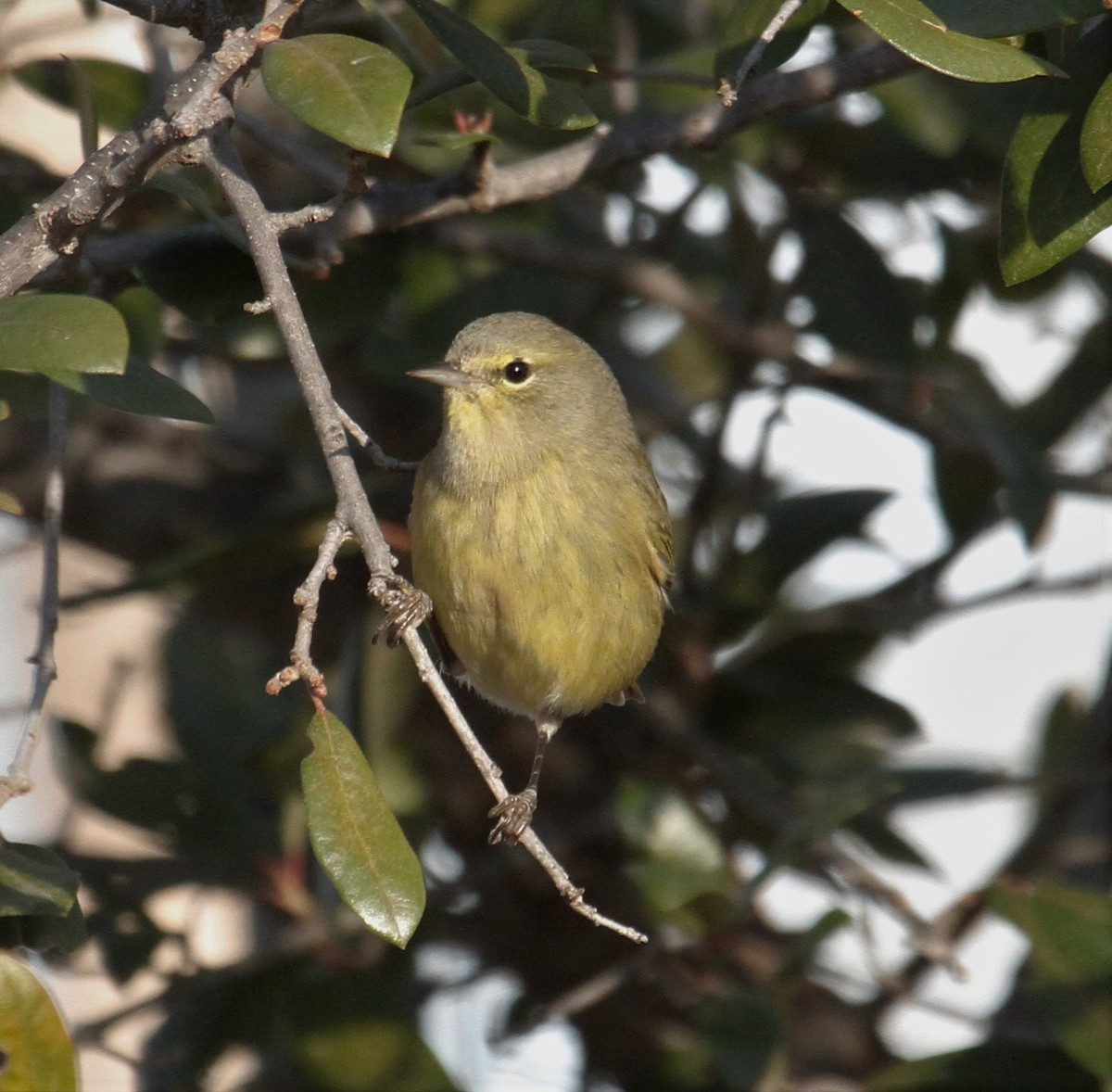 Orange-crowned Warbler - Shirley Wilkerson