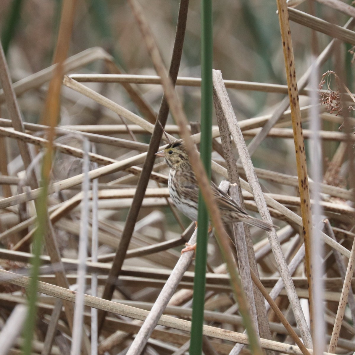 Savannah Sparrow (Belding's) - Cindy P