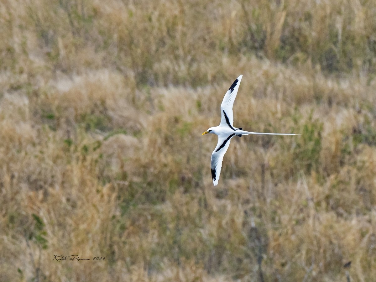 White-tailed Tropicbird - ML402536651