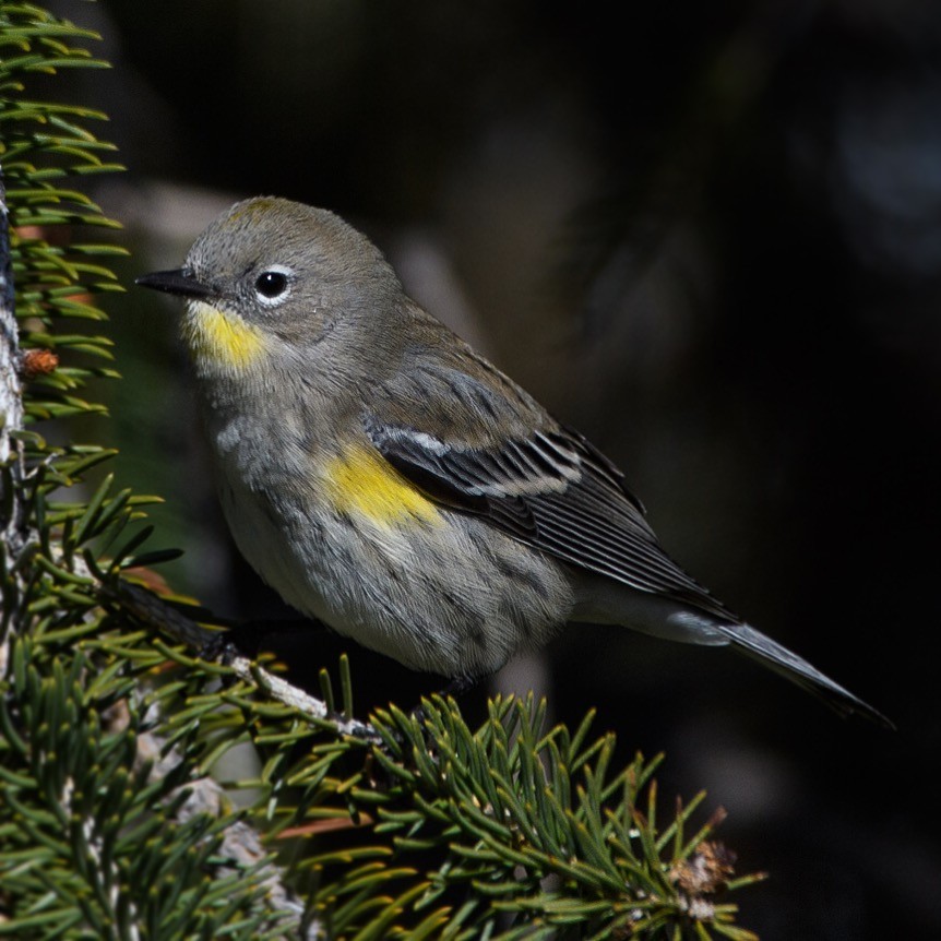 Yellow-rumped Warbler (Audubon's) - ML40253701