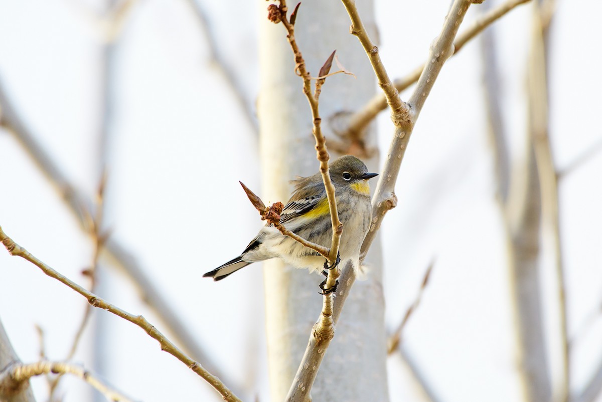 Yellow-rumped Warbler (Audubon's) - ML40253721