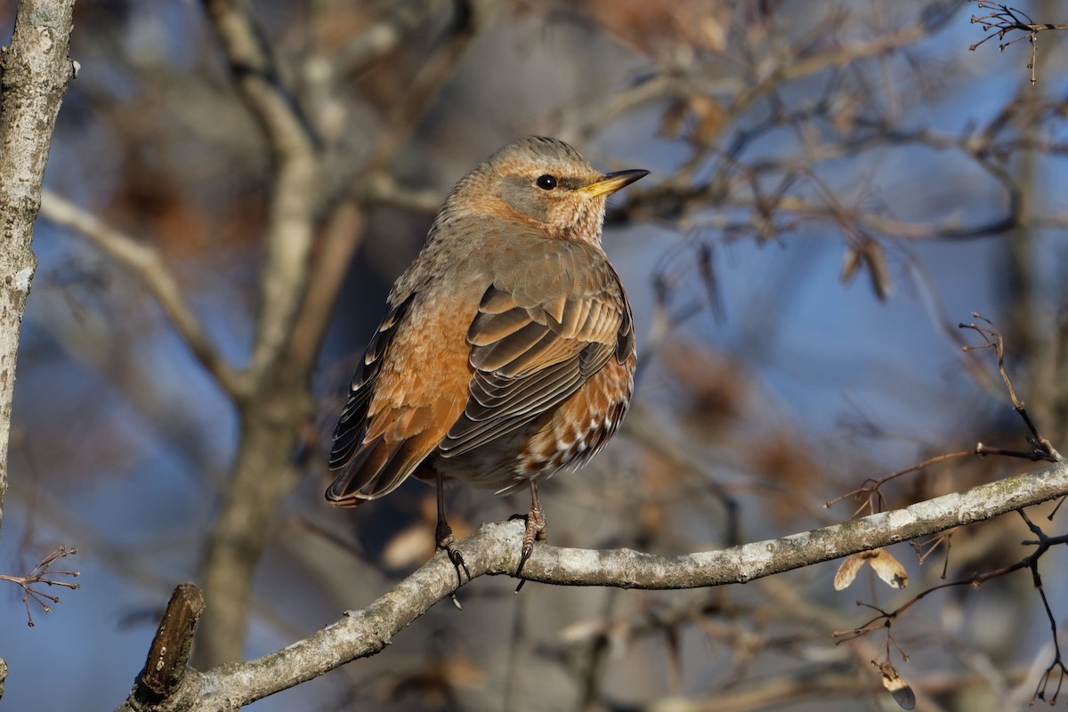 Naumann's Thrush - ML402537901