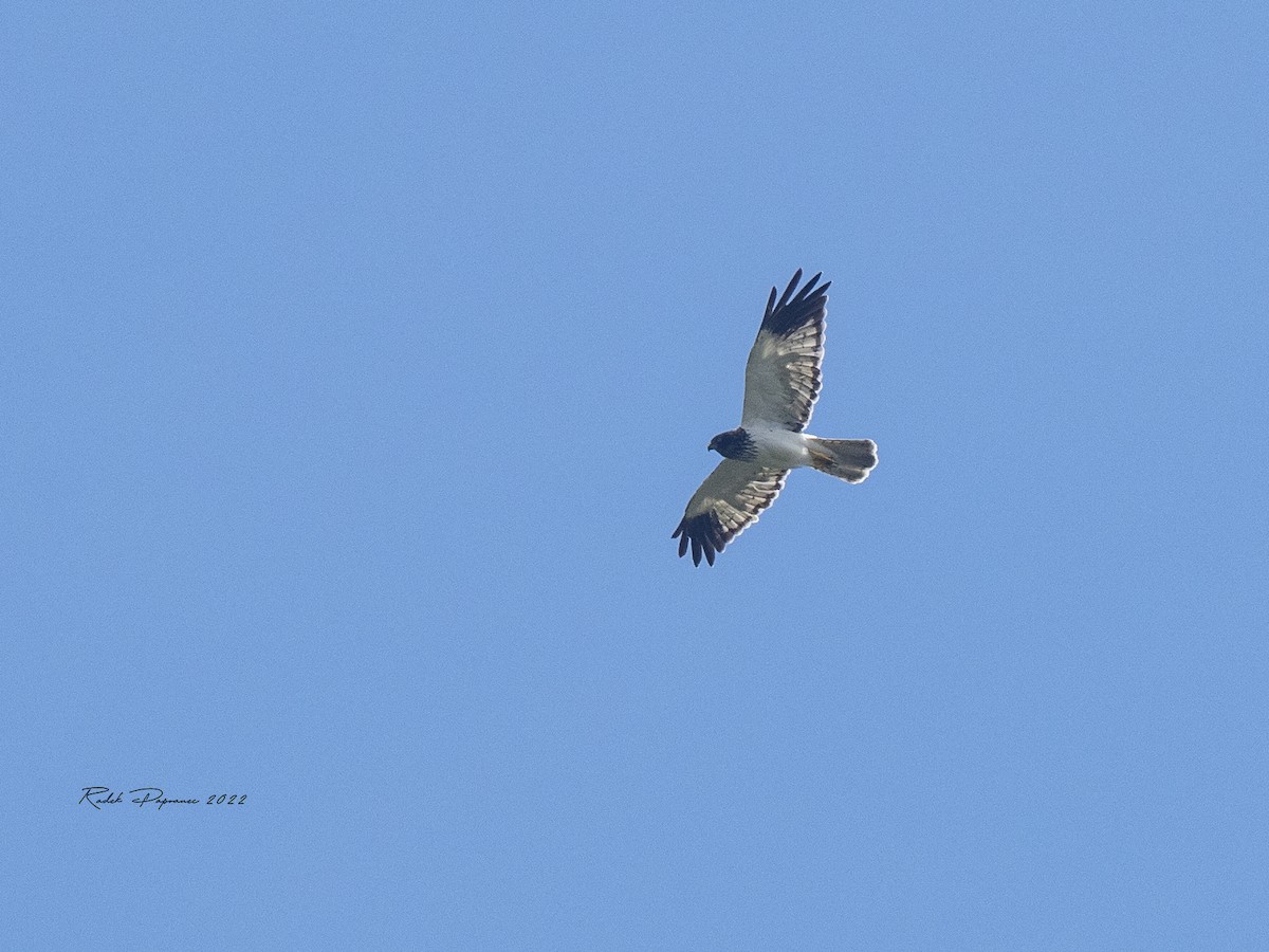 Reunion Harrier - Radek Papranec