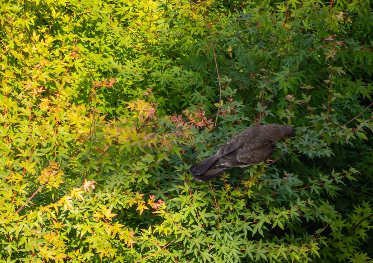 Chimango Caracara - ML402539281