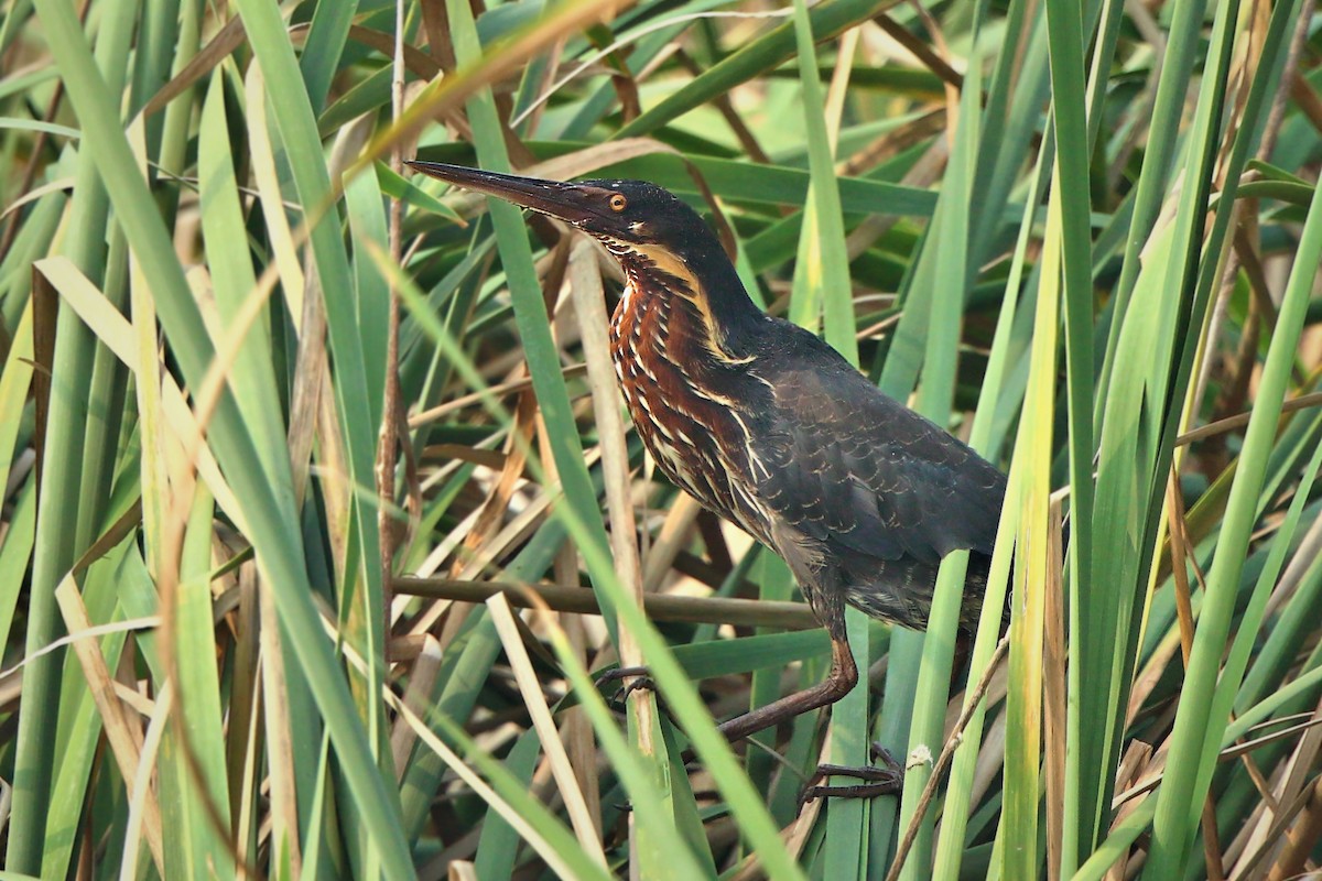 Black Bittern - ML402539931