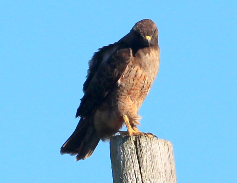 Busardo Colirrojo (calurus/alascensis) - ML40254091