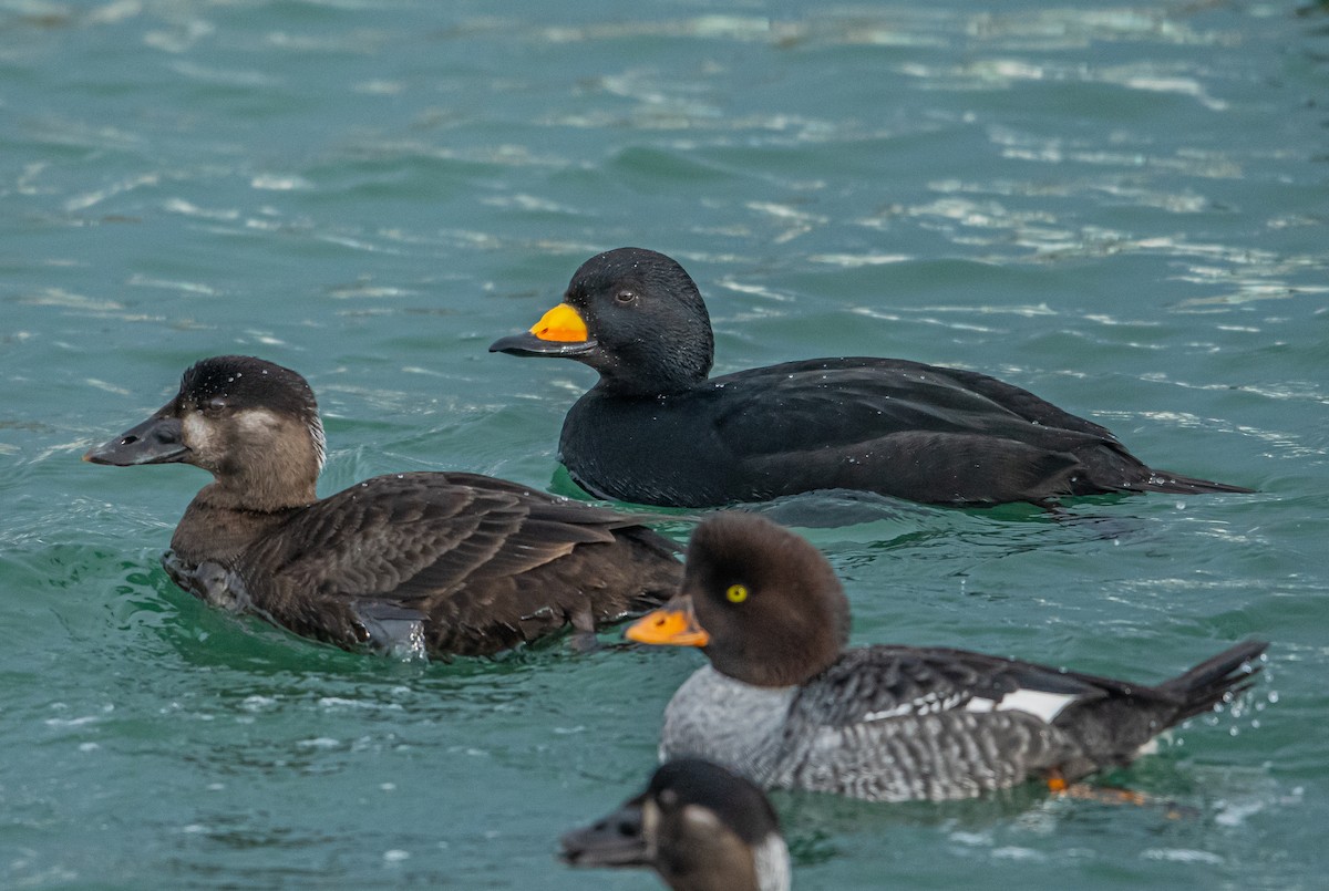 Black Scoter - ML402541471