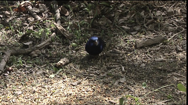 Blue Bunting (Middle America) - ML402543