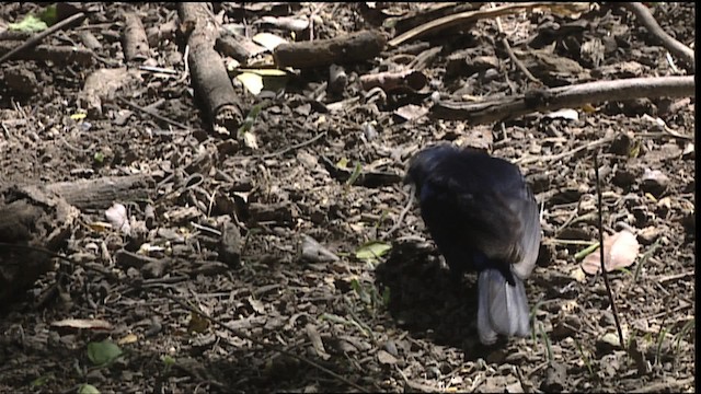 Blue Bunting (Middle America) - ML402544