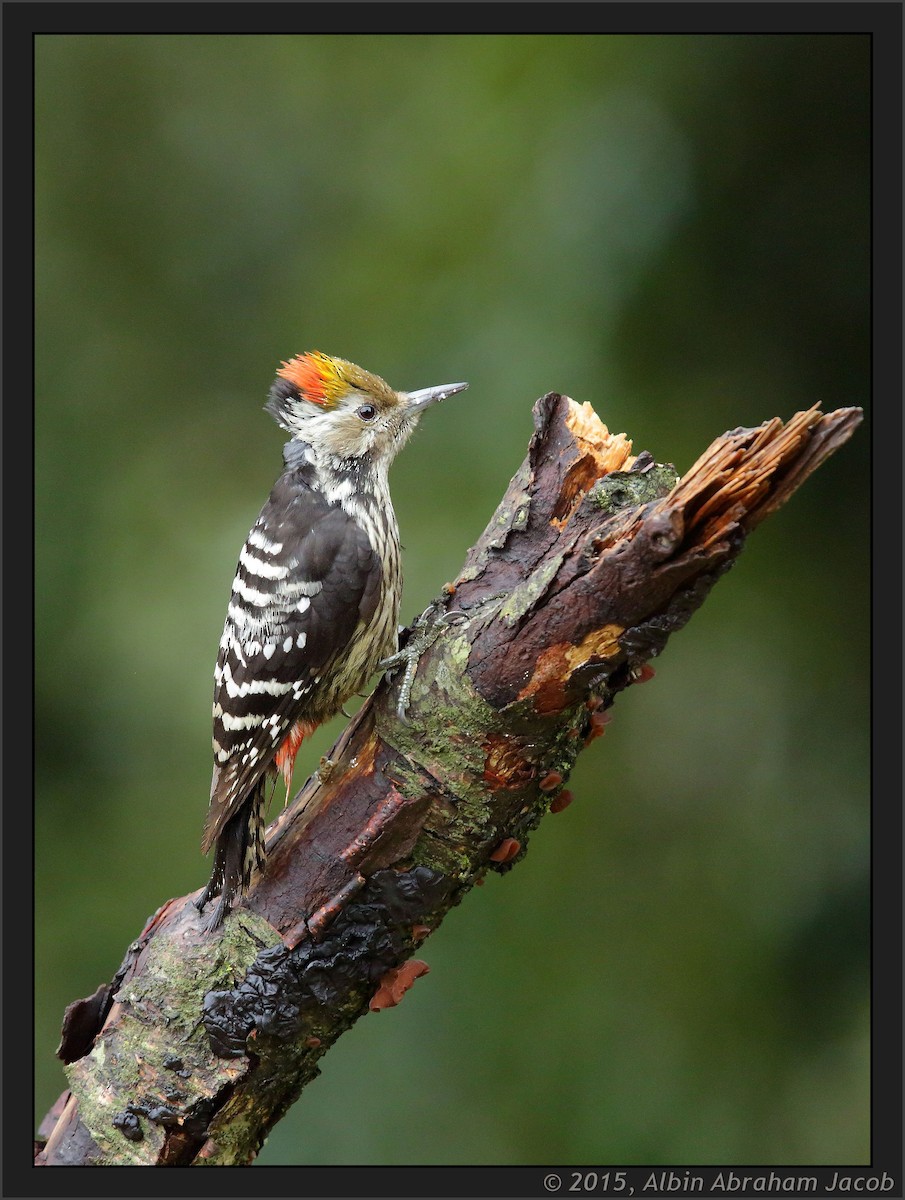 Brown-fronted Woodpecker - ML402545921