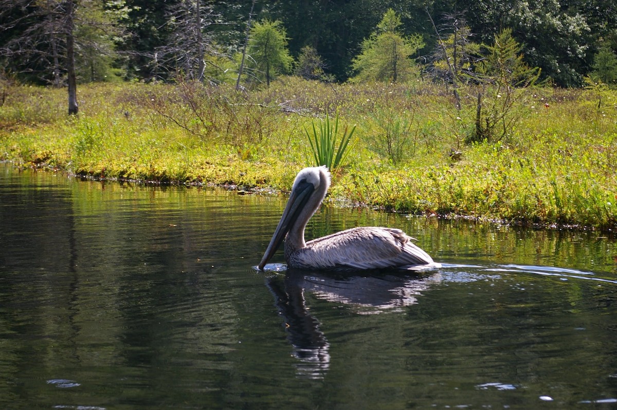 Brown Pelican - ML402547771