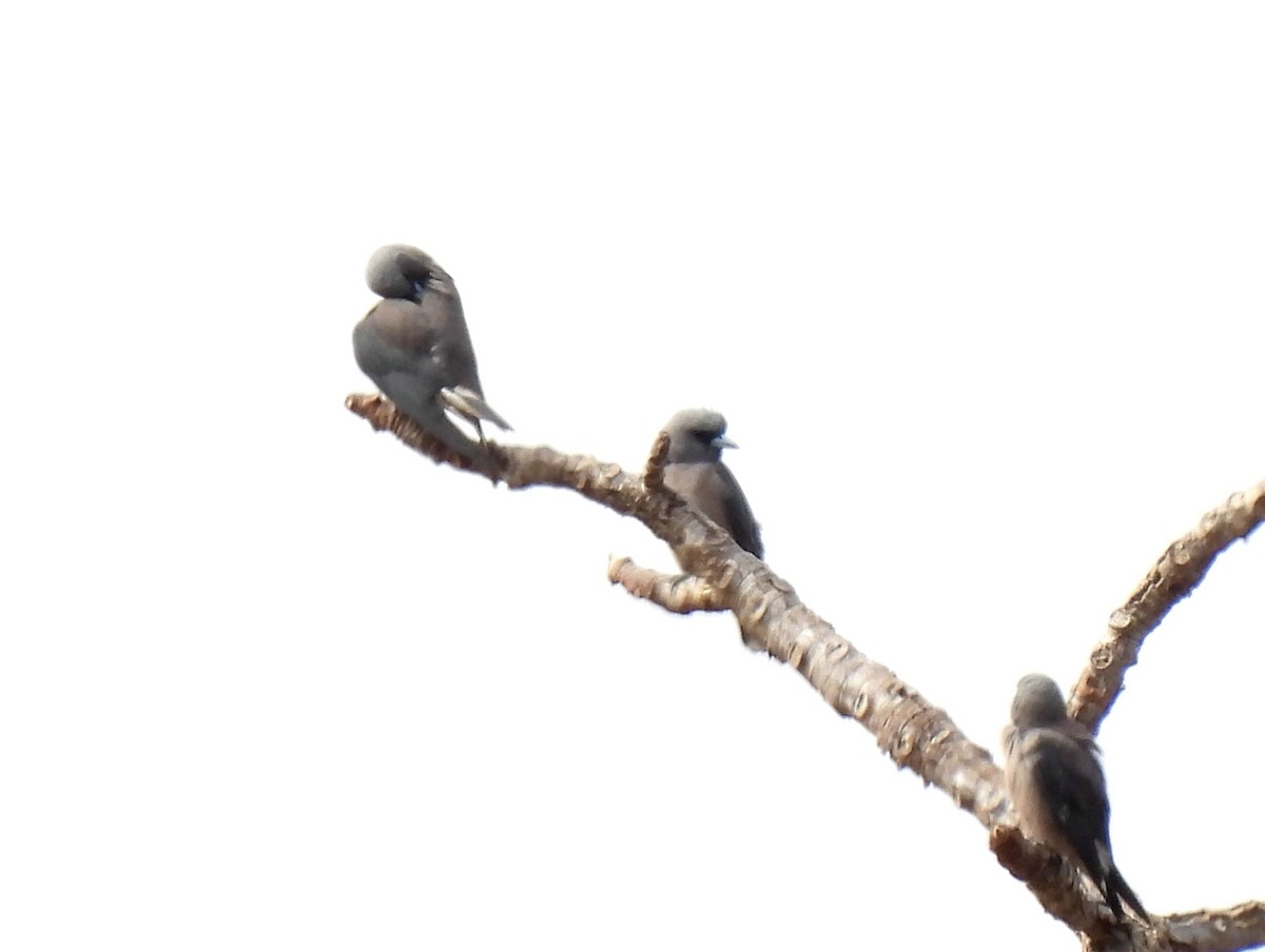 Ashy Woodswallow - ML402548331