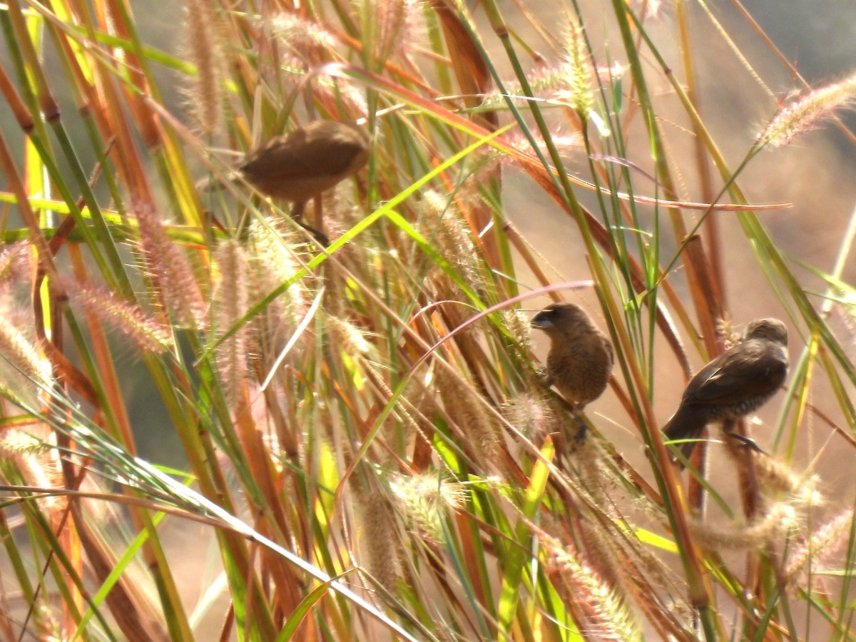 Scaly-breasted Munia - ML402549311