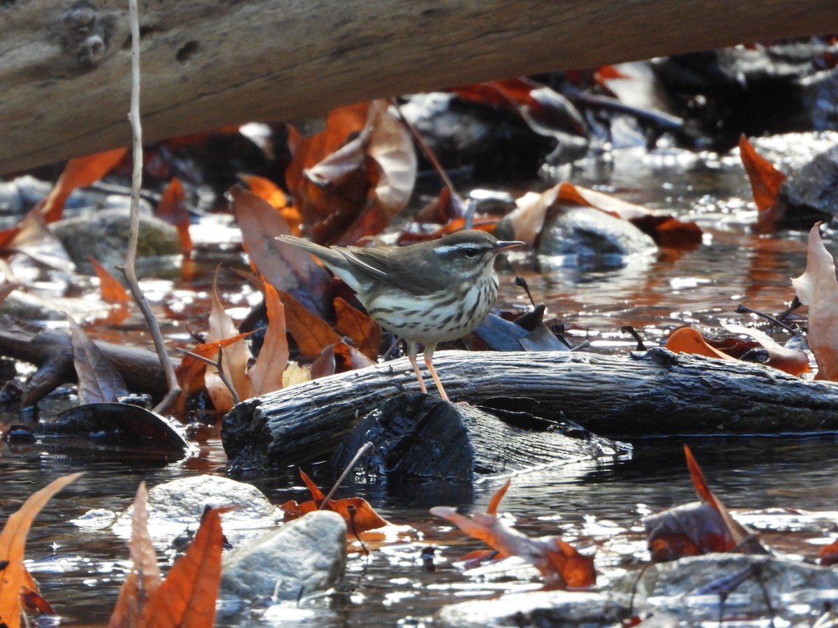 Louisiana Waterthrush - ML402549531