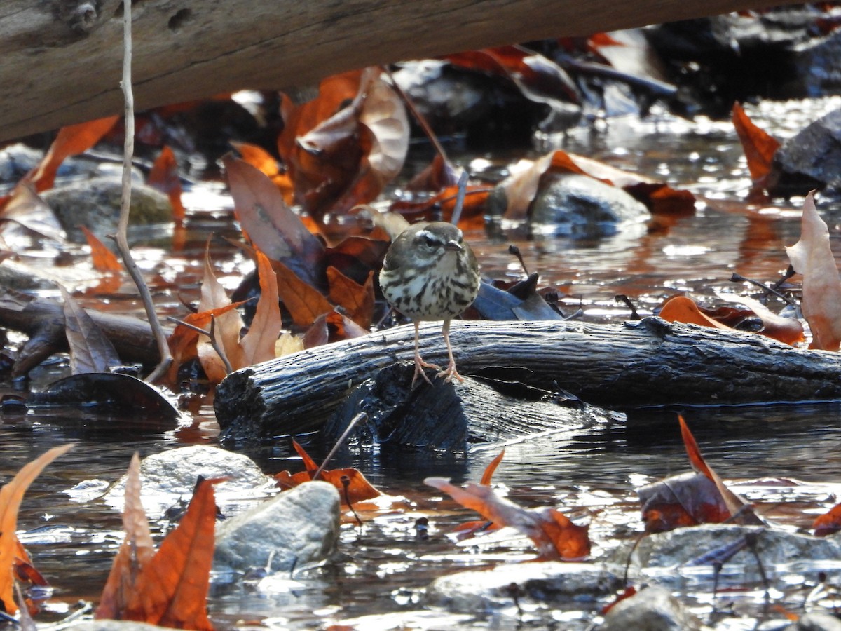 Louisiana Waterthrush - Cole Sage